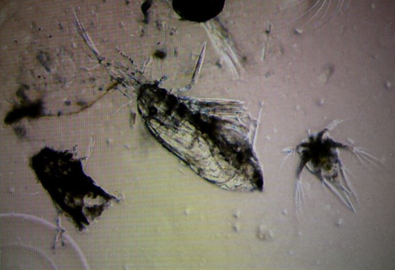 FRANCE-SCIENCE-BIOLOGY-OCEAN
