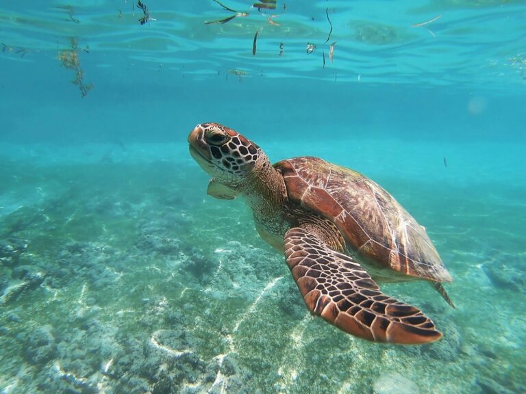 Migratory Species Almost 50% in Decline, Over 20% Threatened with Extinction Mainly Due to Overexploitation and Habitat Loss [UN Report]