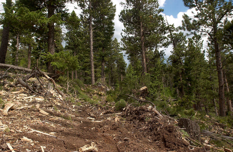 Forests