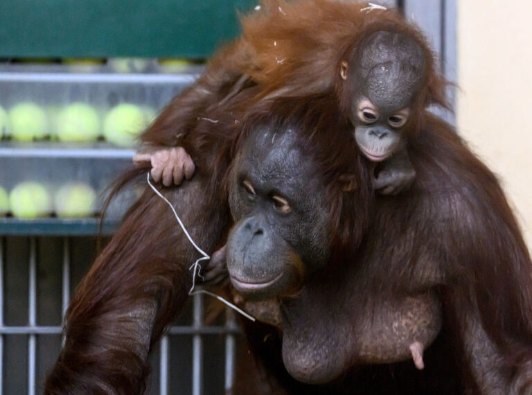 apes