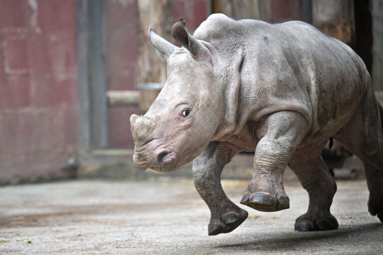 FRANCE-ANIMAL-NATURE-ENVIRONMENT