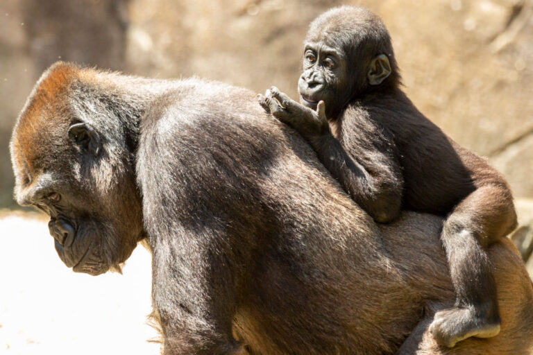 Animals At Taronga Zoo