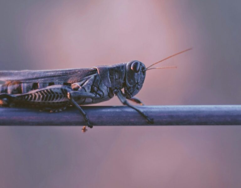 Locust Outbreaks: Global Warming Could Intensify Locust Swarms in Afghanistan, Iran and Turkmenistan [Study]