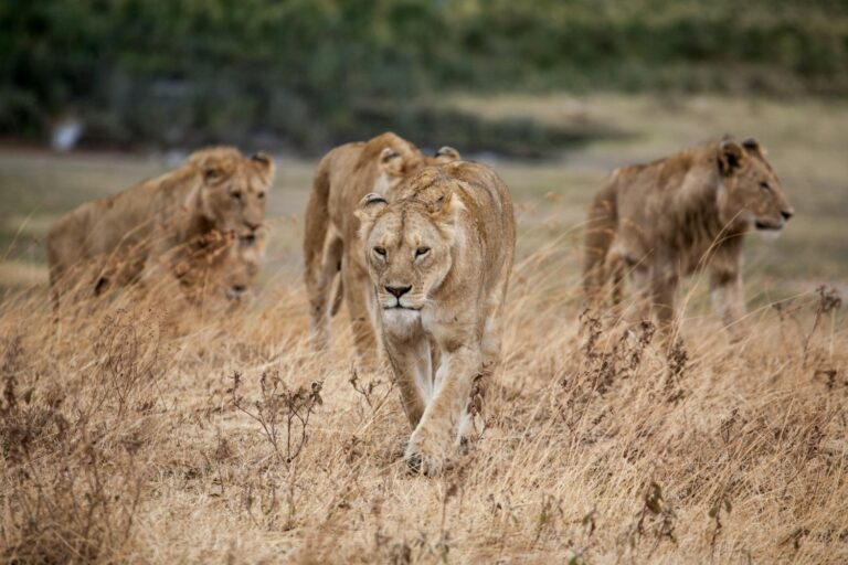 Exotic Cats Special Ability: Big Cats Can Remember, Recognize Human Voices [Study]