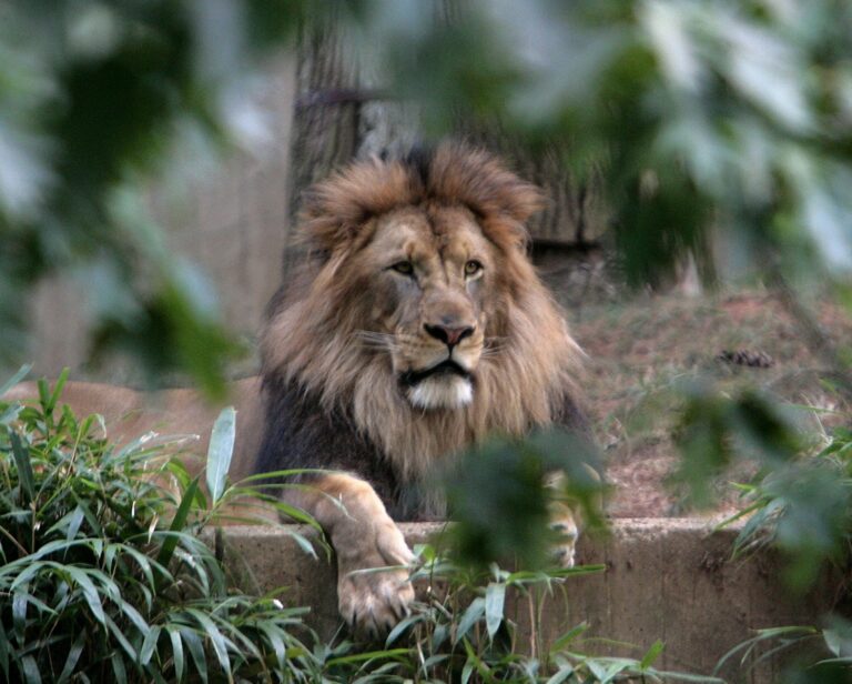 Thailand Lion Public Sightings, from Hotel Rooms to Cafes and Streets, Increased in Recent Weeks Due to