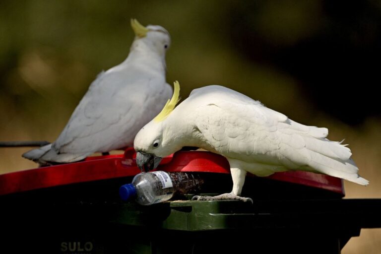 AUSTRALIA-WILDLIFE-COCKATOOS