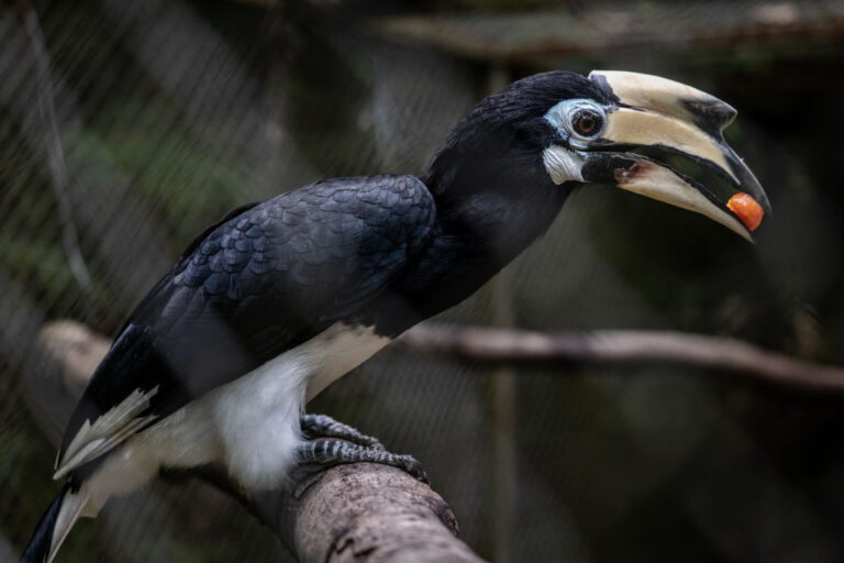 Wildlife Rescue Centre Tries To Avert Closure Due To Covid-19 Income Shortfall