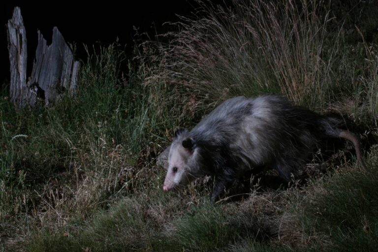 Rare Opossum Death from Rabies Virus Triggers Alert in Urban Environments of South America: CDC Warns