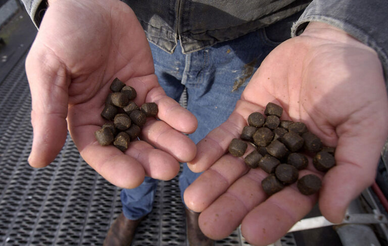 Health Officals Denounce Salmon Health Risk Study
