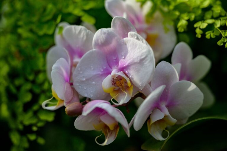 Orchids