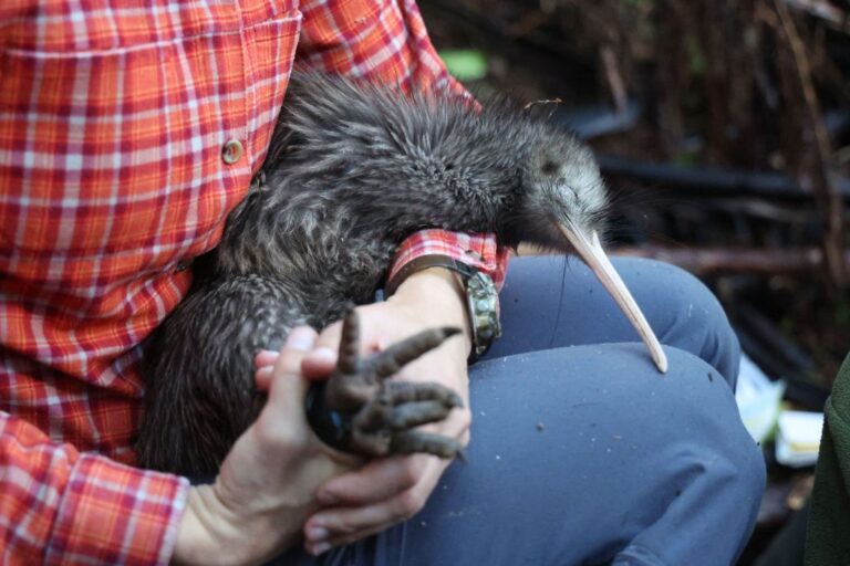 NZEALAND-ENVIRONMENT-ANIMAL-KIWI