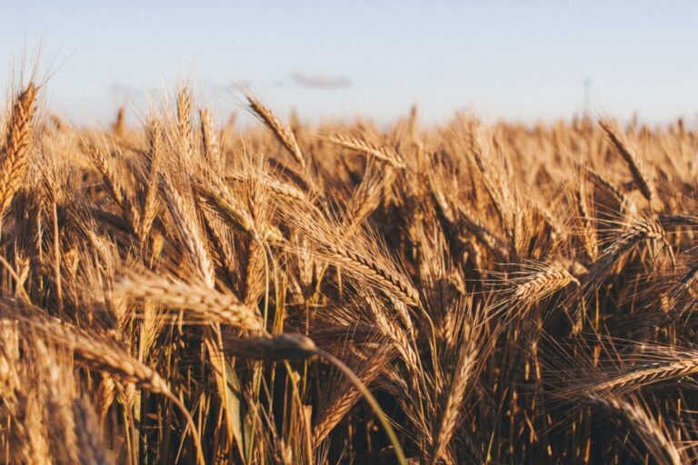 US Crops in Danger: Potassium Deficiency Threatens Agricultural Soil in the Country [Study]