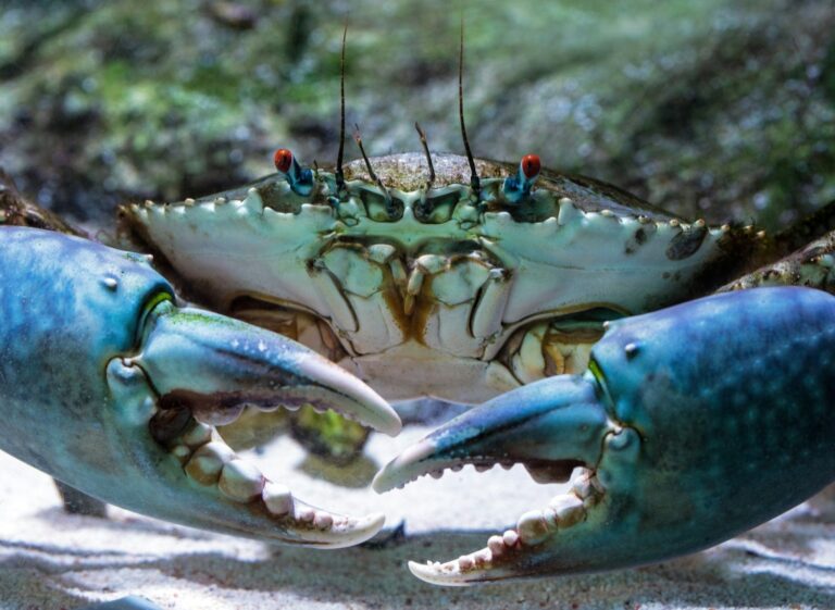 Types of Crabs: Are All These Crustaceans Edible?