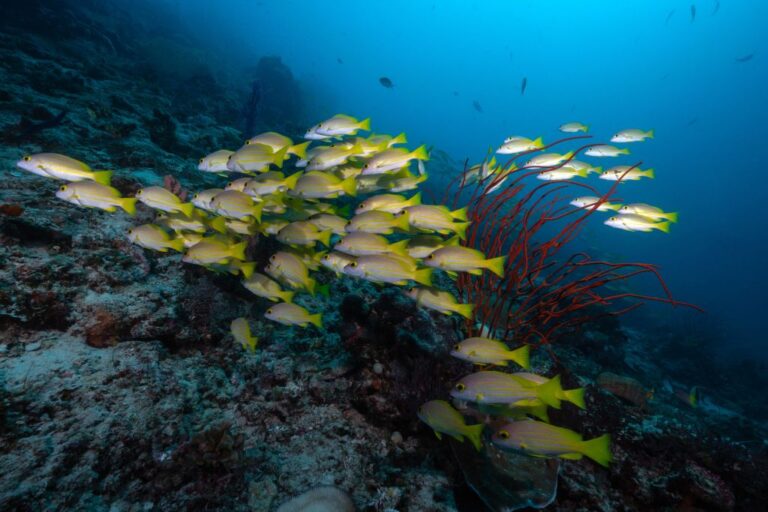 Coral reefs