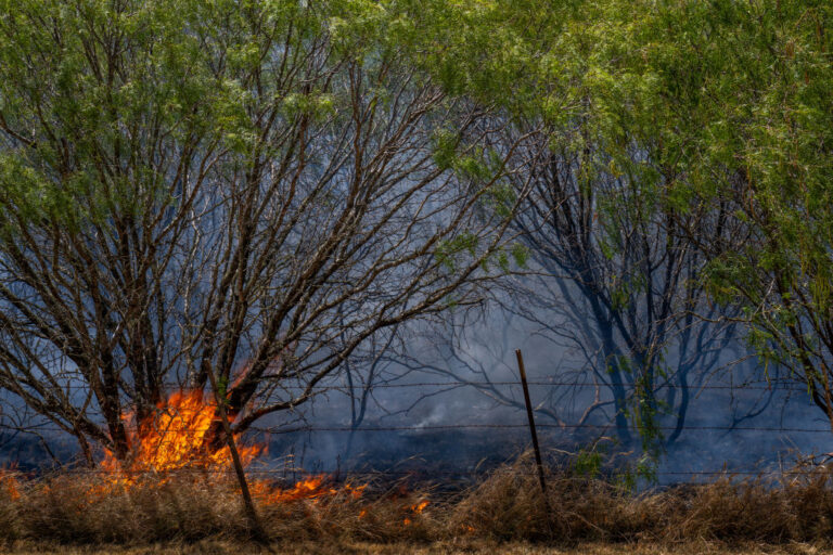 Wildfire
