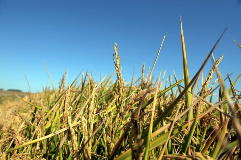 Agricultral Crops