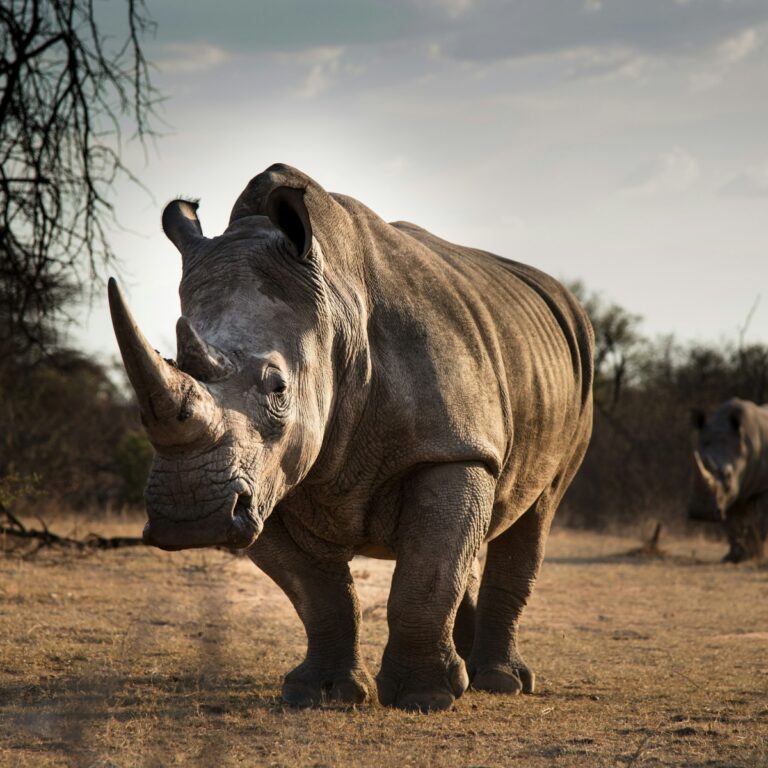 Rhino Conservation Efforts