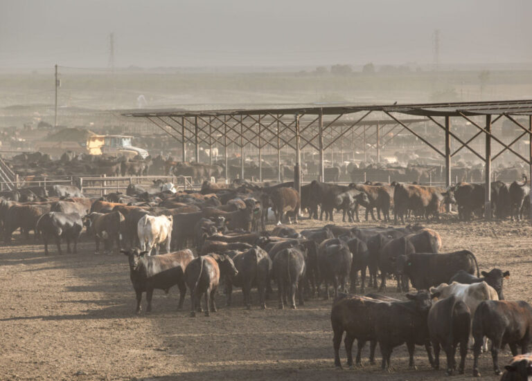 The Harris Cattle Ranch feedlot is the largest producer of beef in California. While the number of cattle drops around the country, the cattle in large dairies and feedlots continue to grow. Credit: George Rose/Getty Images