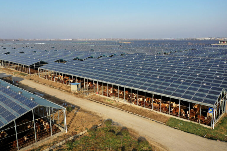 Cattle graze in an open stable under a photovoltaic system at an agrivoltaic farm in Bozhou, China. Credit: VCG via Getty Images