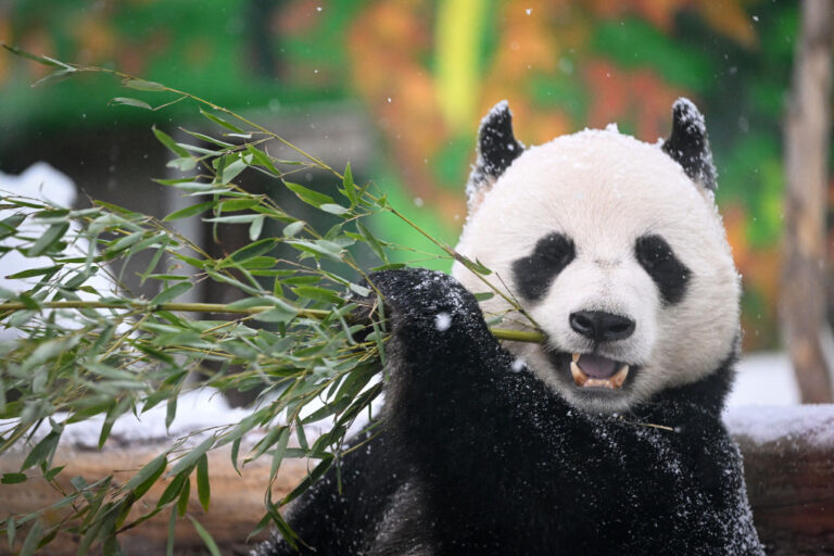 La Chine va envoyer une nouvelle série de pandas aux États-Unis et en Espagne