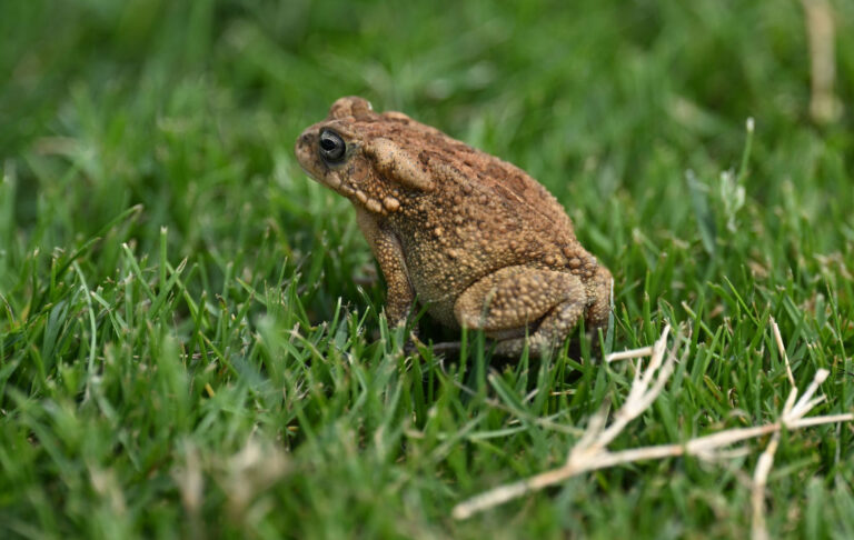 La culture de champignons dans la patte d'une grenouille suscite l'intrigue parmi les scientifiques