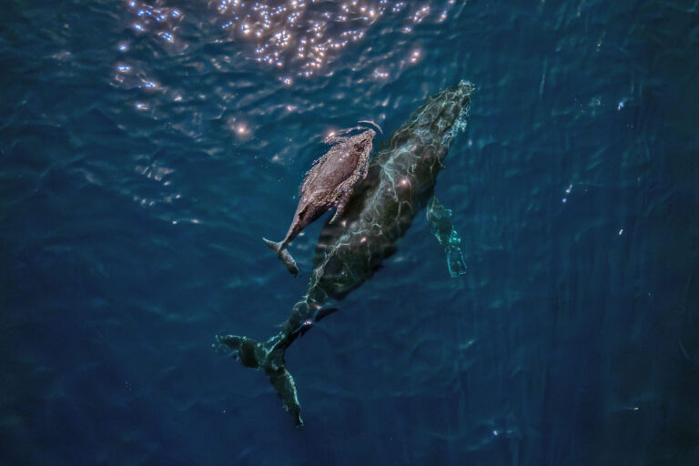 La population de baleines à bosse dans le Pacifique Nord diminue de 20 % en raison de la canicule marine