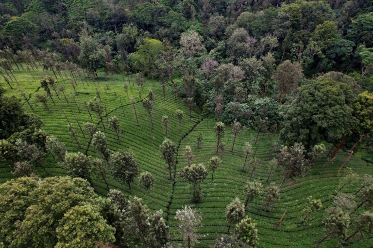 Les activités humaines ont eu un effet encourageant sur la biodiversité grâce à la modification d'un écosystème spécifique, selon une étude