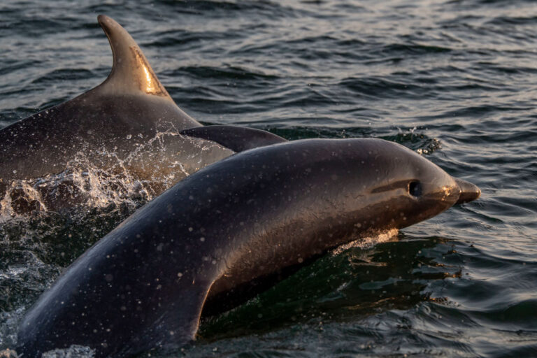Les mammifères marins dorment en fermant la moitié de leur cerveau