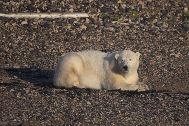 Les ours polaires sont confrontés à la famine car ils ne peuvent pas adapter leur régime alimentaire à la vie terrestre