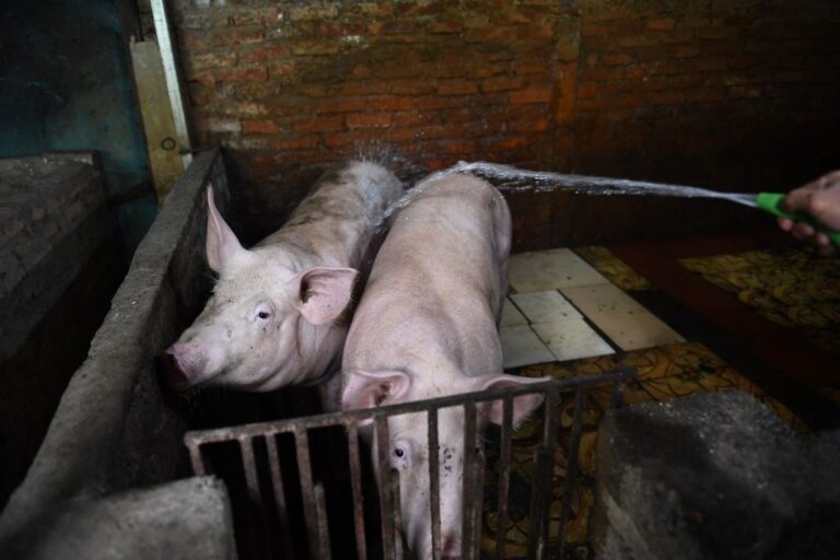 Peste porcine africaine : la Norvège va construire une clôture le long de la frontière suédoise pour prévenir une épidémie