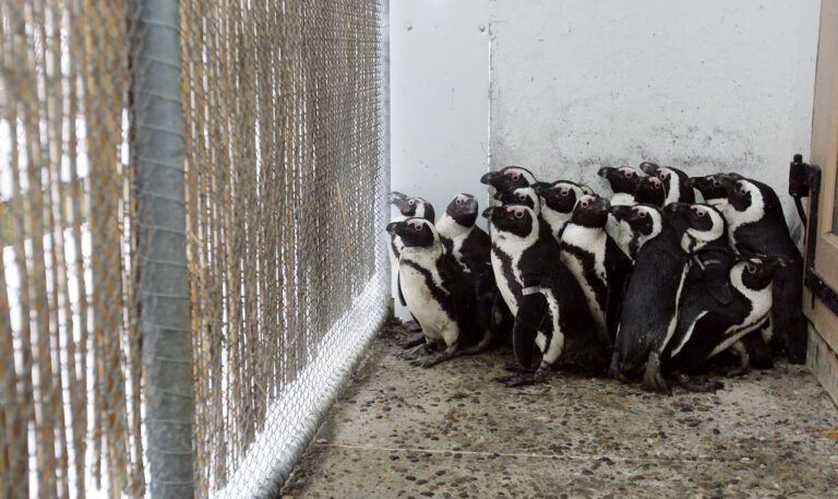 Premier cas confirmé de grippe aviaire enregistré dans l'Antarctique continental, les experts s'inquiètent du bien-être des oiseaux dans la région