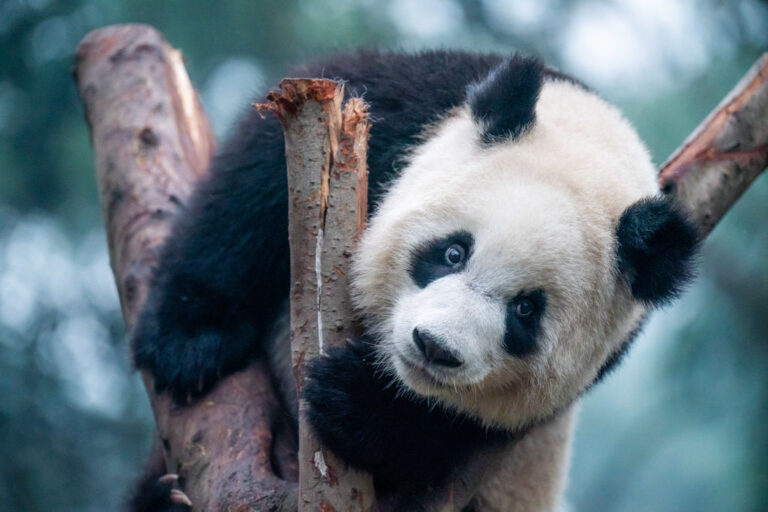 Squirt de panda squelette : un scientifique japonais identifie de nouvelles espèces