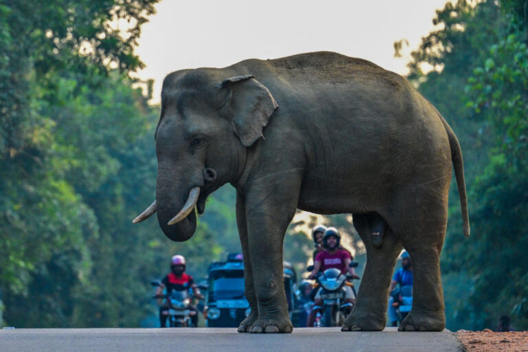 Un tribunal du Bangladesh suspend toutes les licences d'adoption d'éléphants sauvages