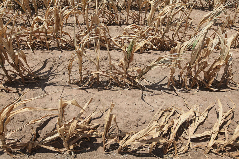 Drought impacts