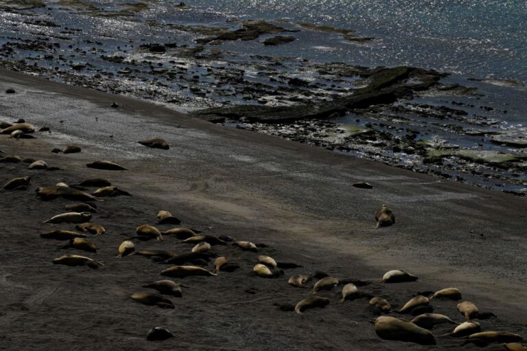 Elephant seals