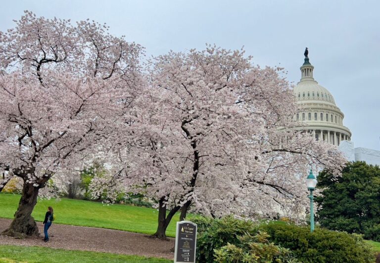 Washington, DC Cherry Blossom in 2023