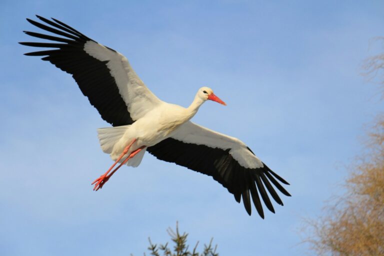 Stork Bird Visits Fisherman Friend in Turkey