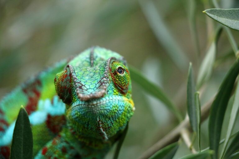 Madagascar Animals: These Bizarre Creatures are Not Found Elsewhere on Earth