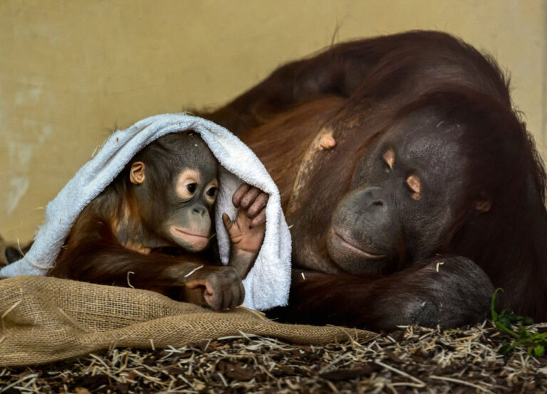 Le changement climatique crée des conditions dangereuses pour l'habitat des singes, selon une étude