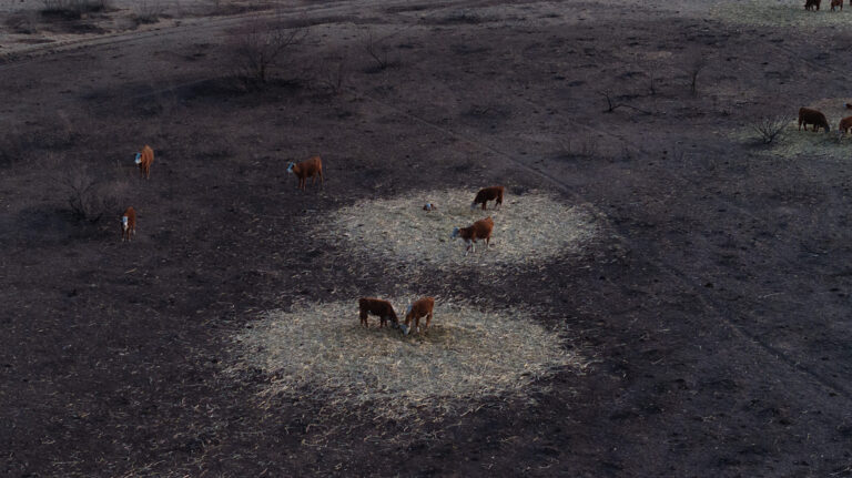 Cattle graze on small islands of hay surrounded by pastureland burned by wildfires tearing through the Texas Panhandle. Credit: Scott Olson/Getty Images