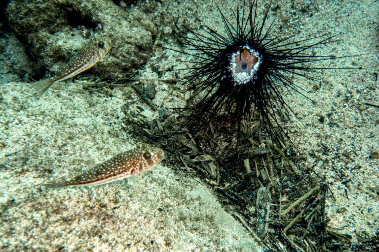 Les petits poissons utilisent un mécanisme de tambour spécial pour produire un son fort