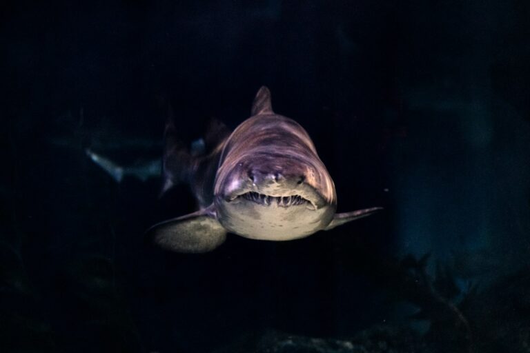 Two Ancient Shark Species Named ‘Troglocladodus Trimblei’ and ‘Glikmanius Careforum’ Discovered in Mammoth Cave National Park