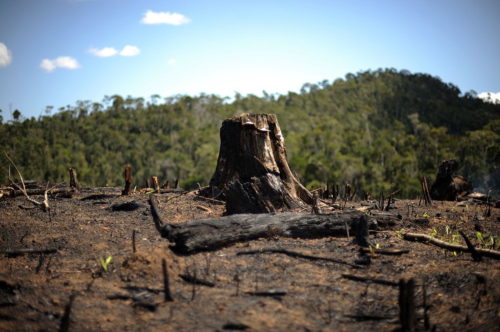 Madagascar Habitat