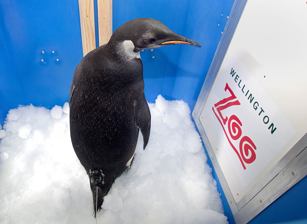 The emperor penguin nicknamed