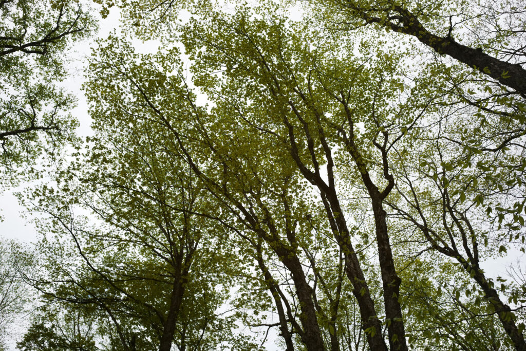 Une promenade dans les bois avec mon cerveau en feu : le printemps