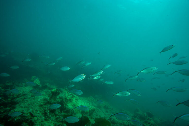 Florida waters