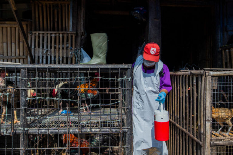 bird flu