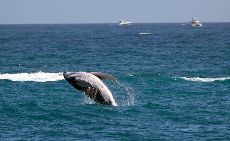 MEXICO-ENVIRONMENT-LOS CABOS-WHALE