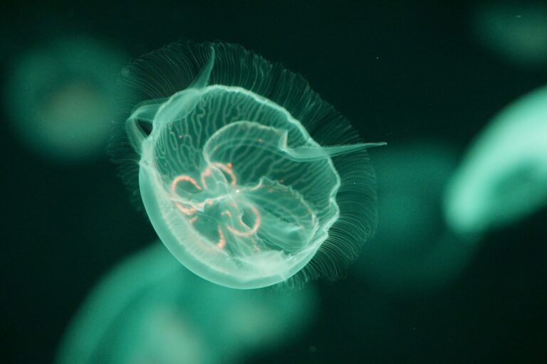 Glowing Sea Creatures: Fluorescent Species Discovered in the Waters of Egypt and Indonesia [Study]