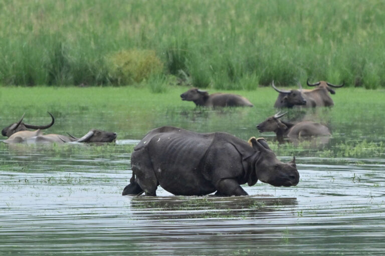 Importance of protected areas